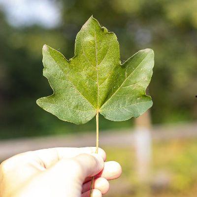 树叶最新爆料,揭秘娱乐圈惊天秘密